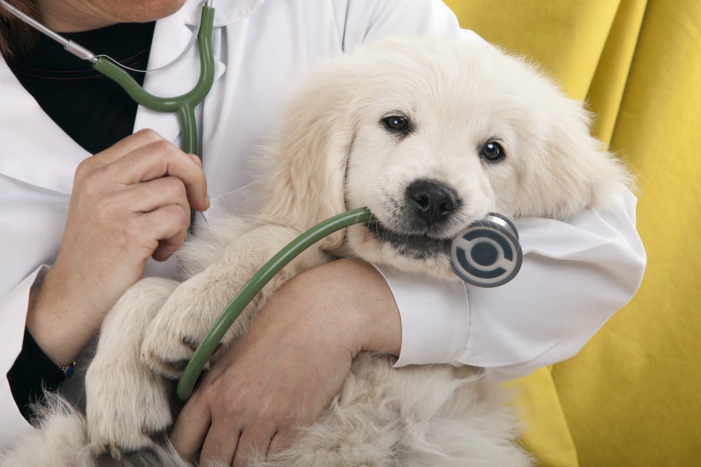veterinary dog